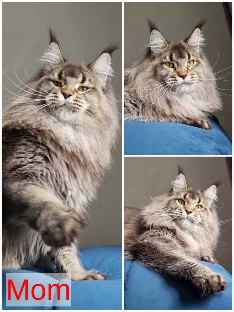Leopold Maine Coon male black ticked tabby live animals