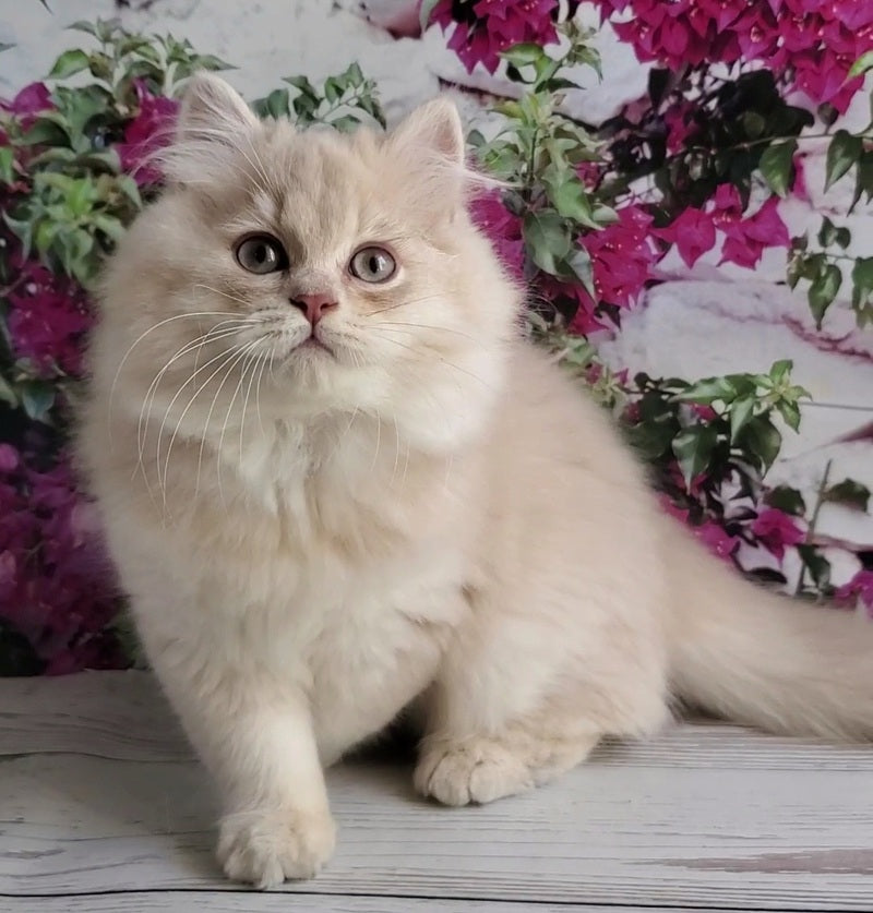Plush British Longhair male blue golden chinchilla - live animals