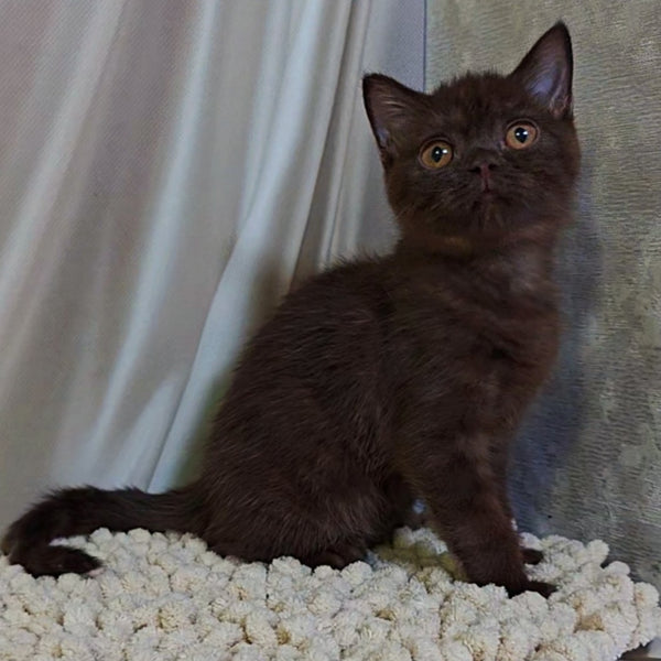 Jasper Scottish Fold male, chocolate