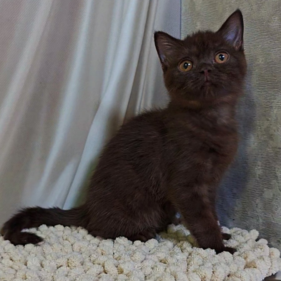 Jasper Scottish Fold male, chocolate