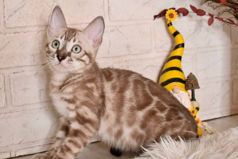 Ponchik Bengal male snow mink charcoal - live animals