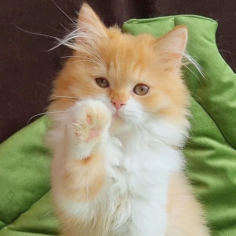 Emerson British Longhair male, red bicolour