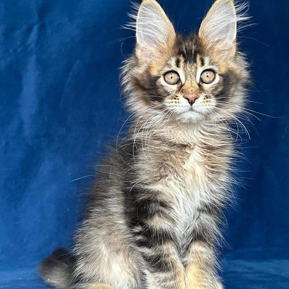 Maggie Maine Coon female, black ticked tabby