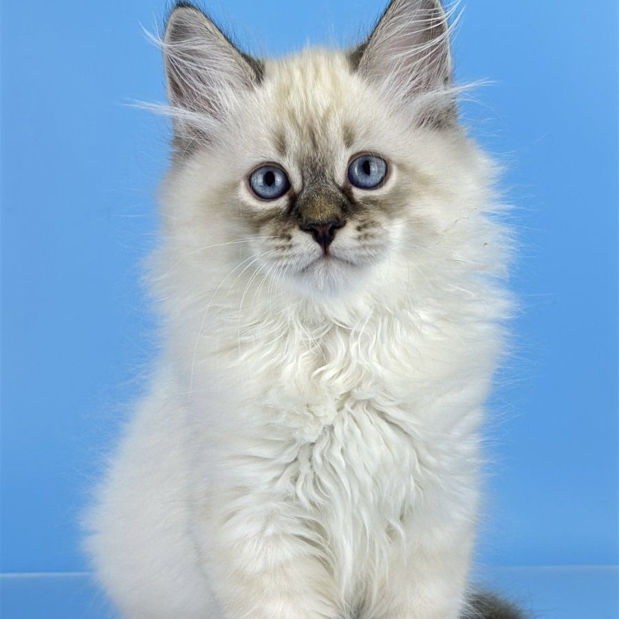 Archer Siberian male, black tabby pointed