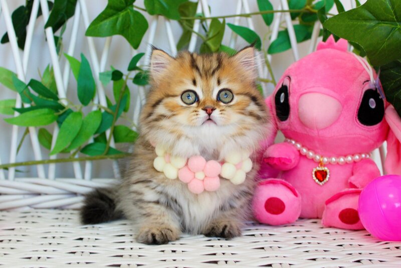 Fiona Munchkin female, chocolate golden spotted tabby