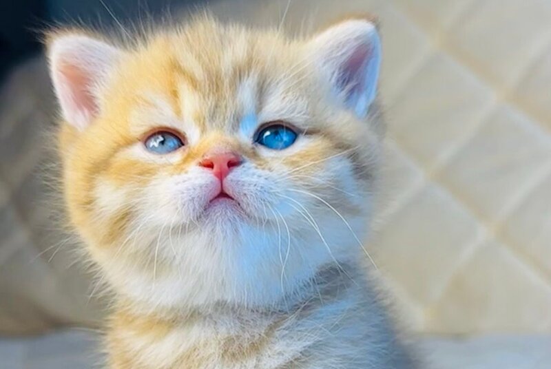 Evelyn British Shorthair female, cinnamon golden spotted tabby