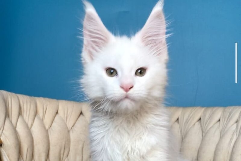 Xarvi Maine Coon male, white