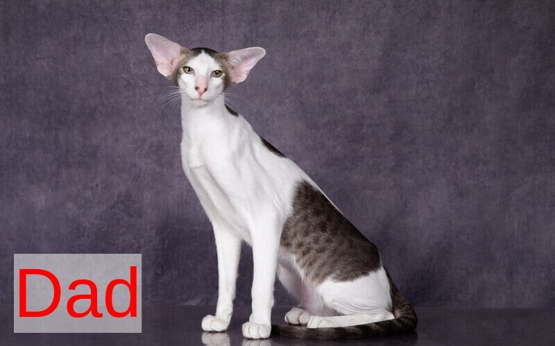Romeo Oriental Shorthair male blue bicolour spotted tabby - live animals