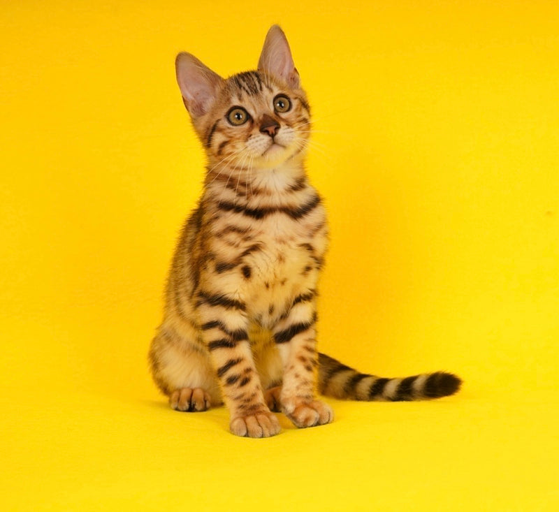 Jaguar Bengal male, black spotted tabby