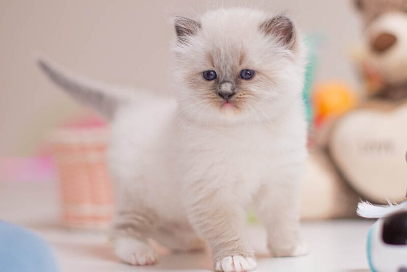 Whitney Ragdoll female, blue mitted