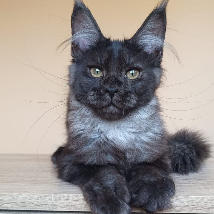 Dalaina Maine Coon female, black silver
