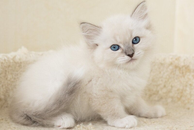 Honey Siberian female, blue with white tabby pointed
