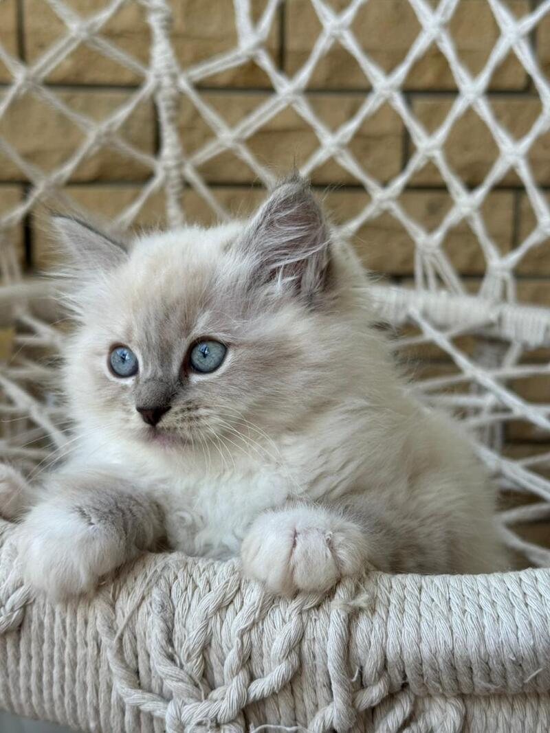 Even Siberian male, blue pointed bicolour