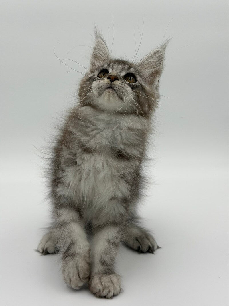 Kotello Maine Coon male black silver tabby - live animals