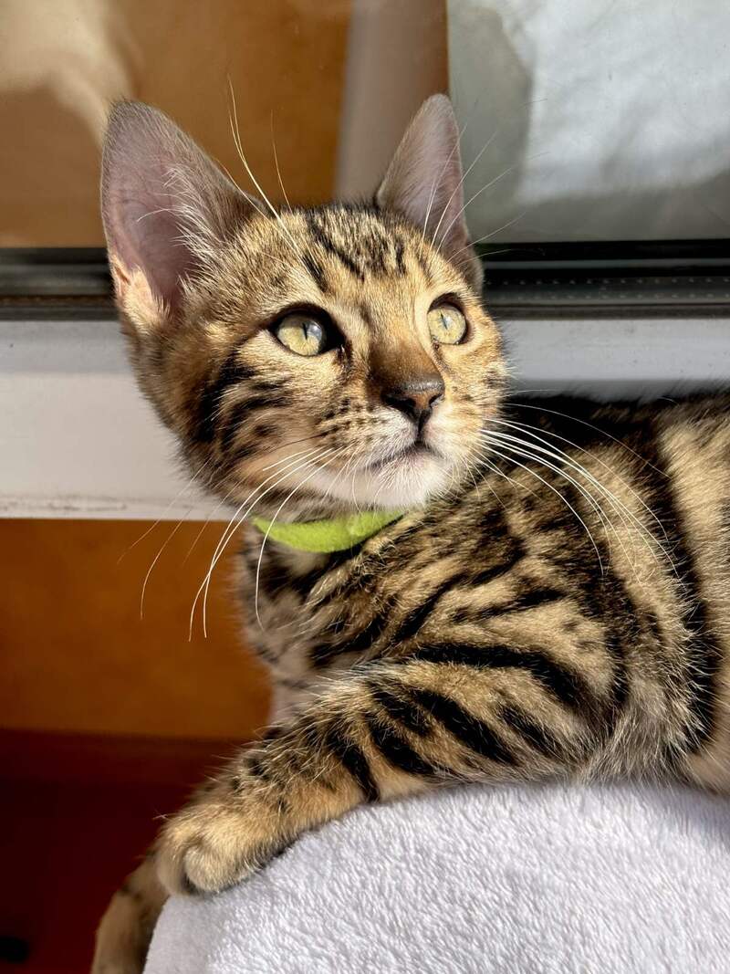 Lola Bengal female black spotted tabby - live animals