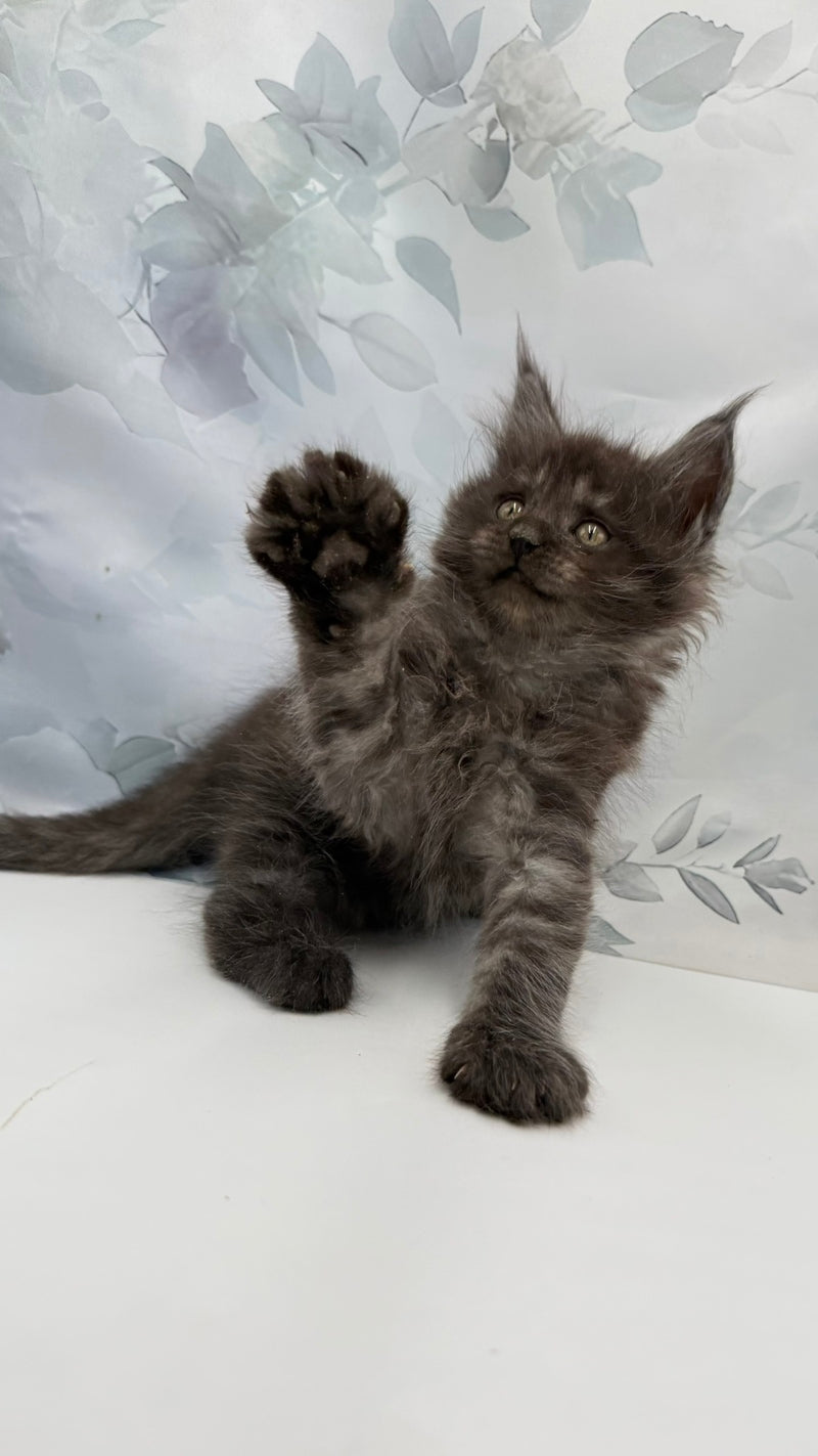 Angor Maine Coon male, black silver