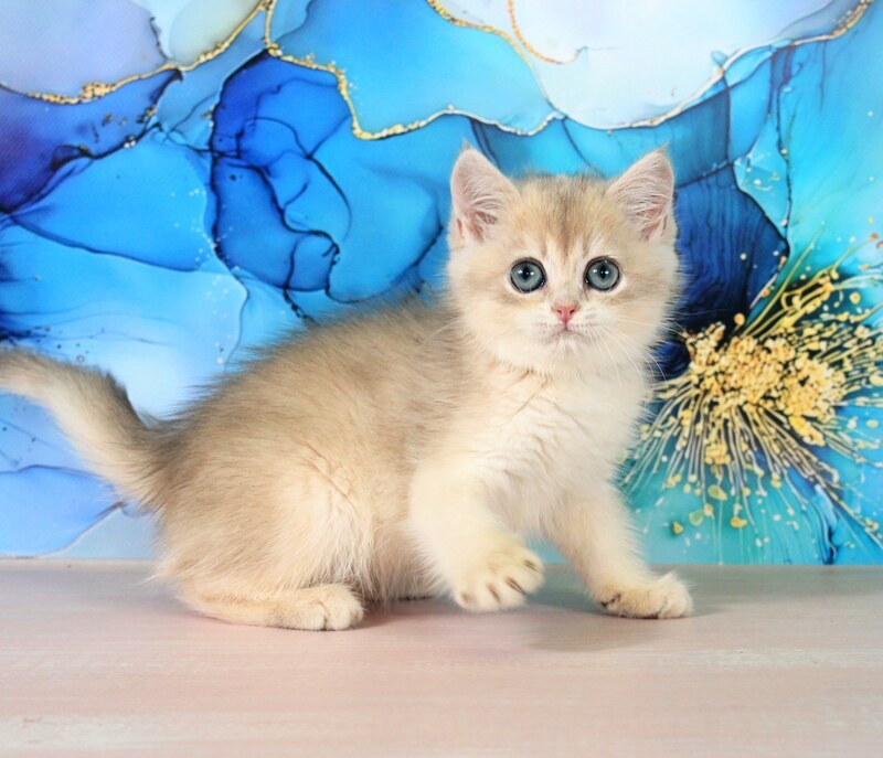 Queen British Shorthair female blue golden shaded - live animals