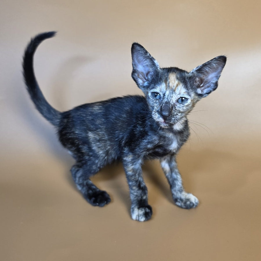 Fenja Oriental Shorthair female, black tortie