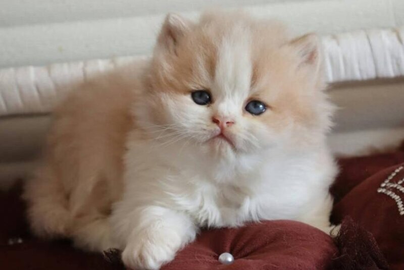 Salem British Longhair male, fawn bicolour