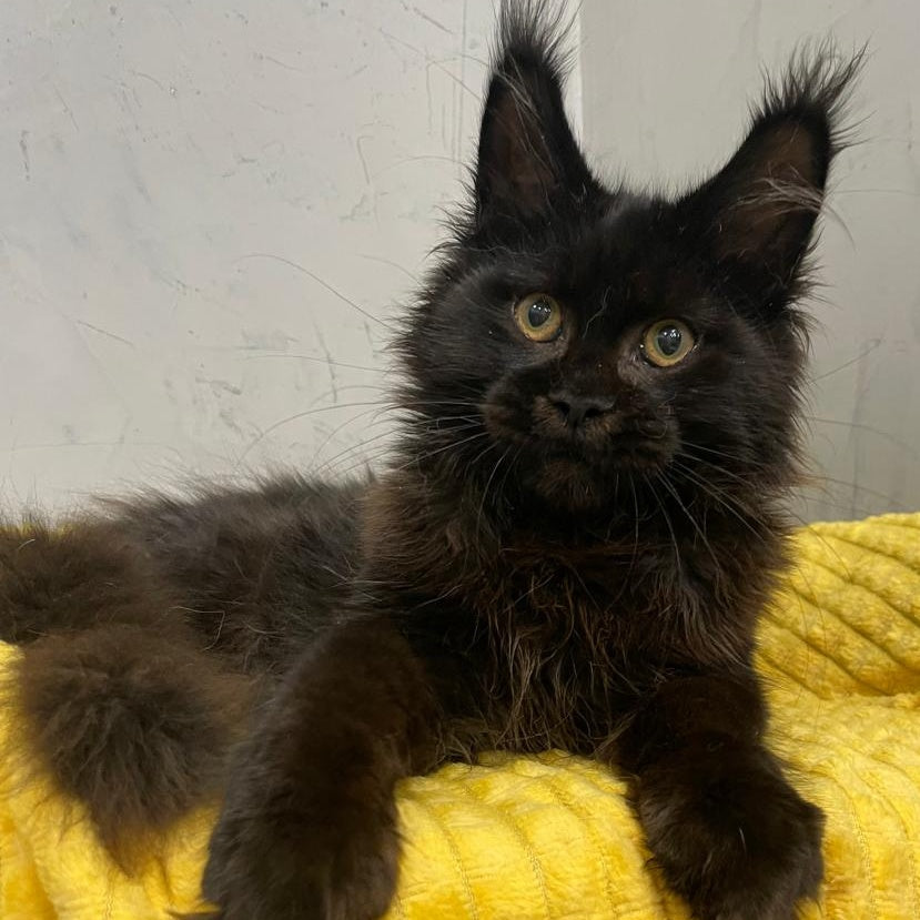 Potap Maine Coon male, black