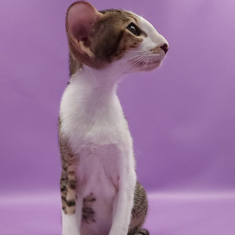 Winston Oriental Shorthair male, chocolate spotted tabby bicolour