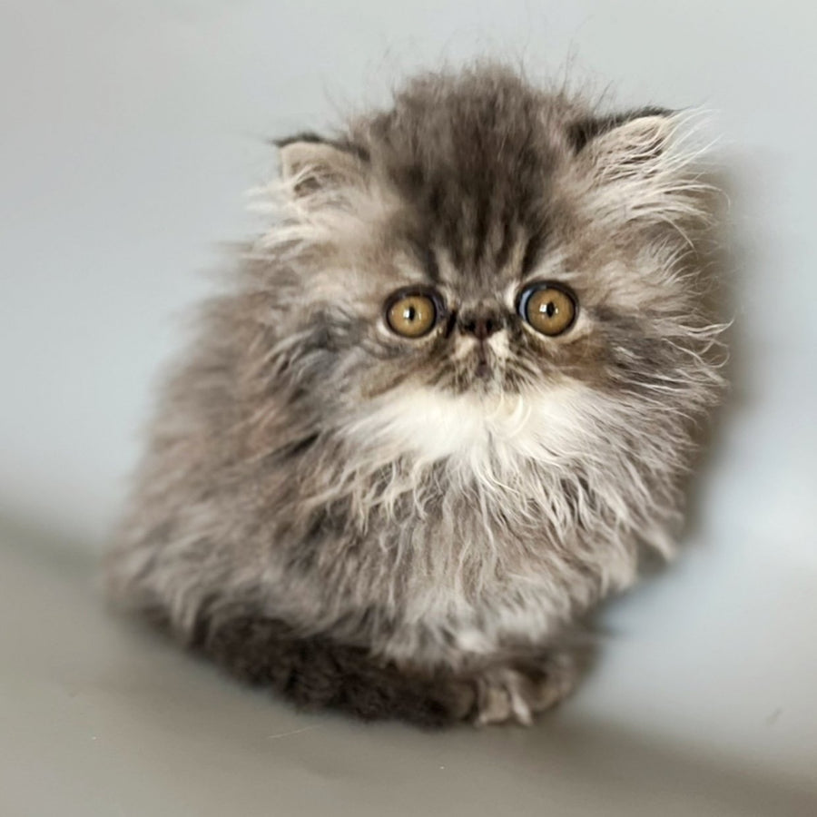 Balloo Persian male, blue silver spotted tabby