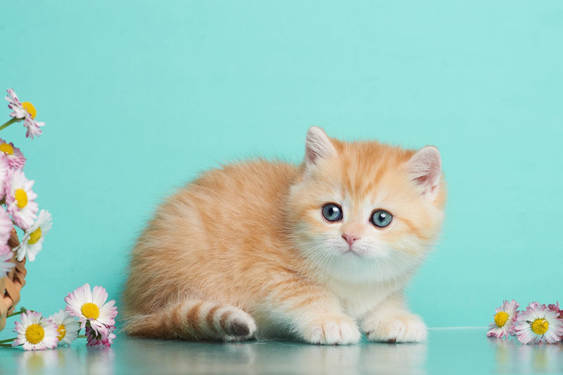Felix British Shorthair male, chocolate golden spotted tabby