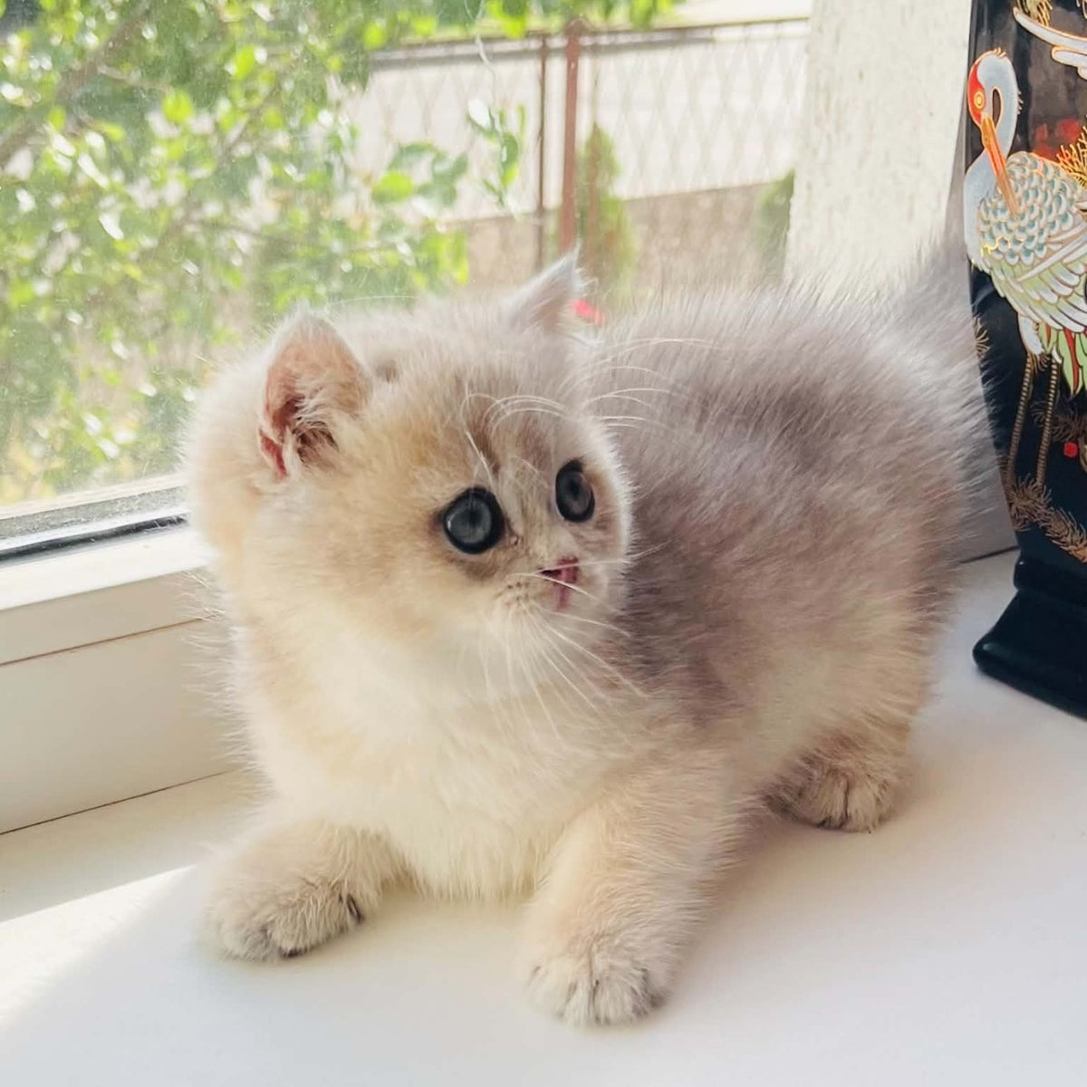 Quentin British Shorthair male, blue golden shaded