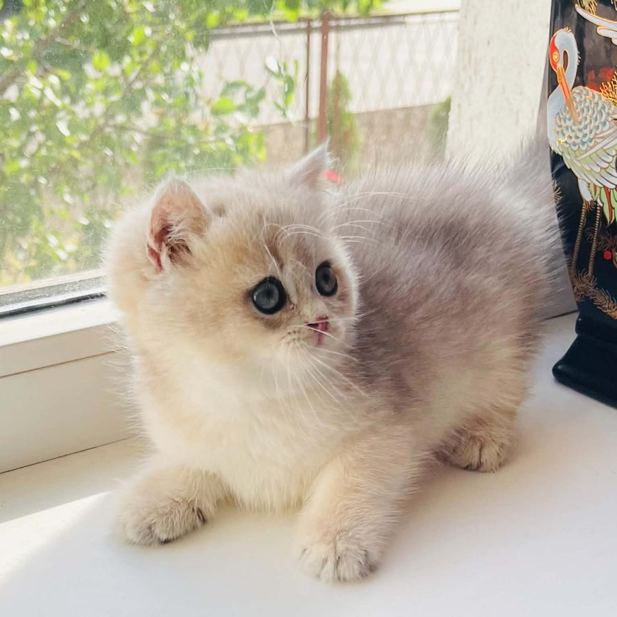 Quentin British Shorthair male, blue golden shaded