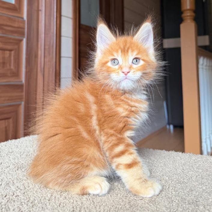 Alf Maine Coon male, red tabby with white