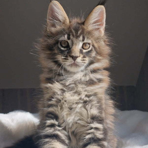 Quest Maine Coon male, black tabby