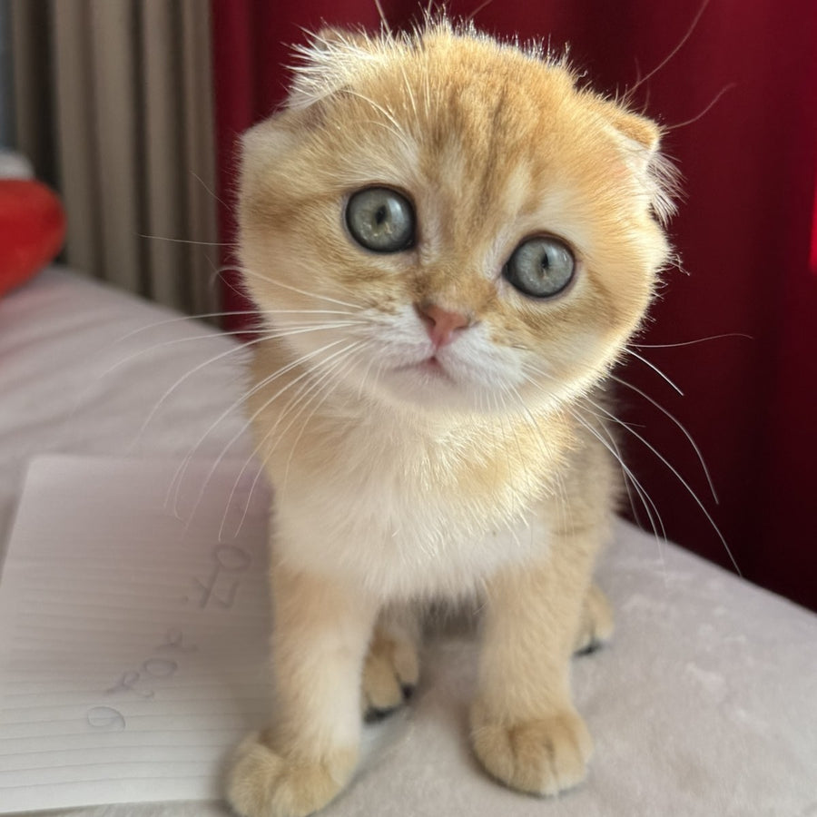 Elvis Scottish Fold male, black golden shaded