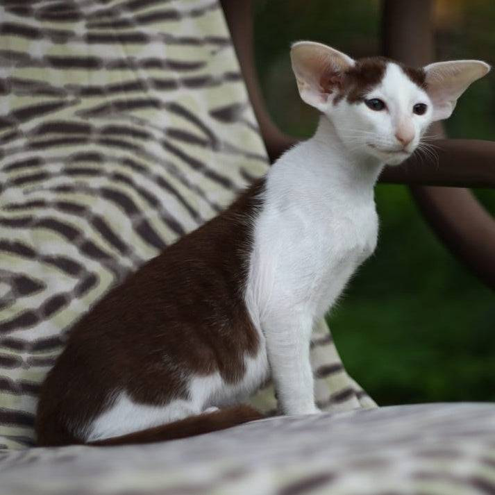Puri Bembi Oriental Shorthair male, chocolate bicolour