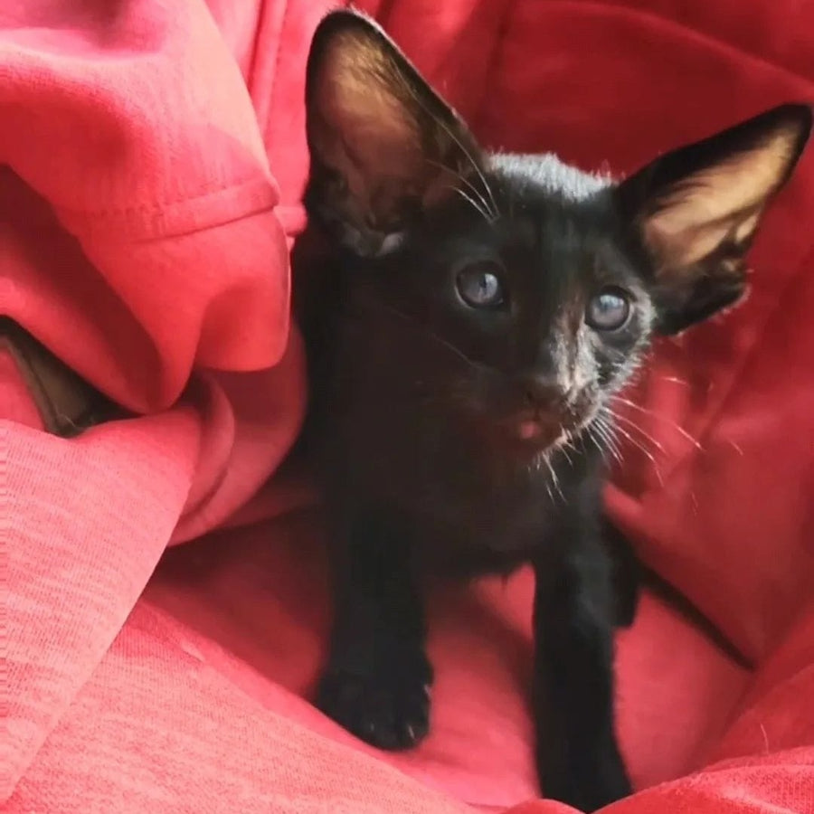 Zamir Oriental Shorthair male, black