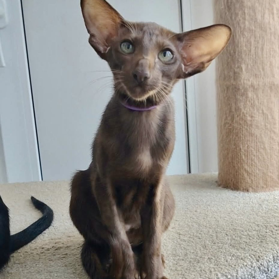 Ayla Oriental Shorthair female, chocolate