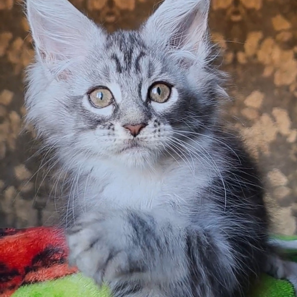 Iron Maine Coon male, black silver tabby