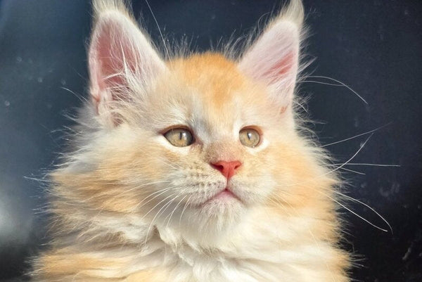 Kvest Maine Coon male red silver ticked tabby - live animals