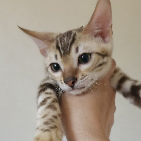 Max Bengal male, seal tabby
