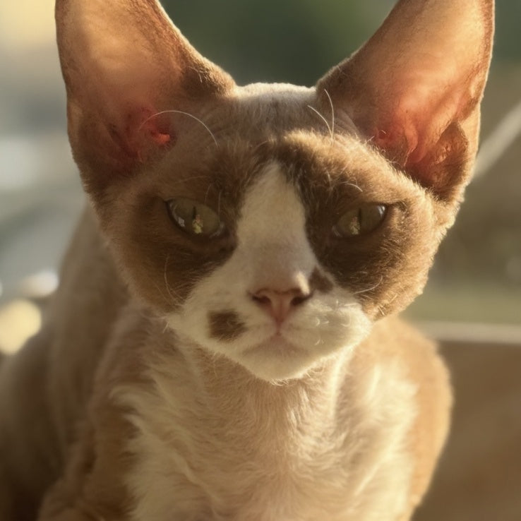 Lily Devon Rex female, cinnamon bicolour