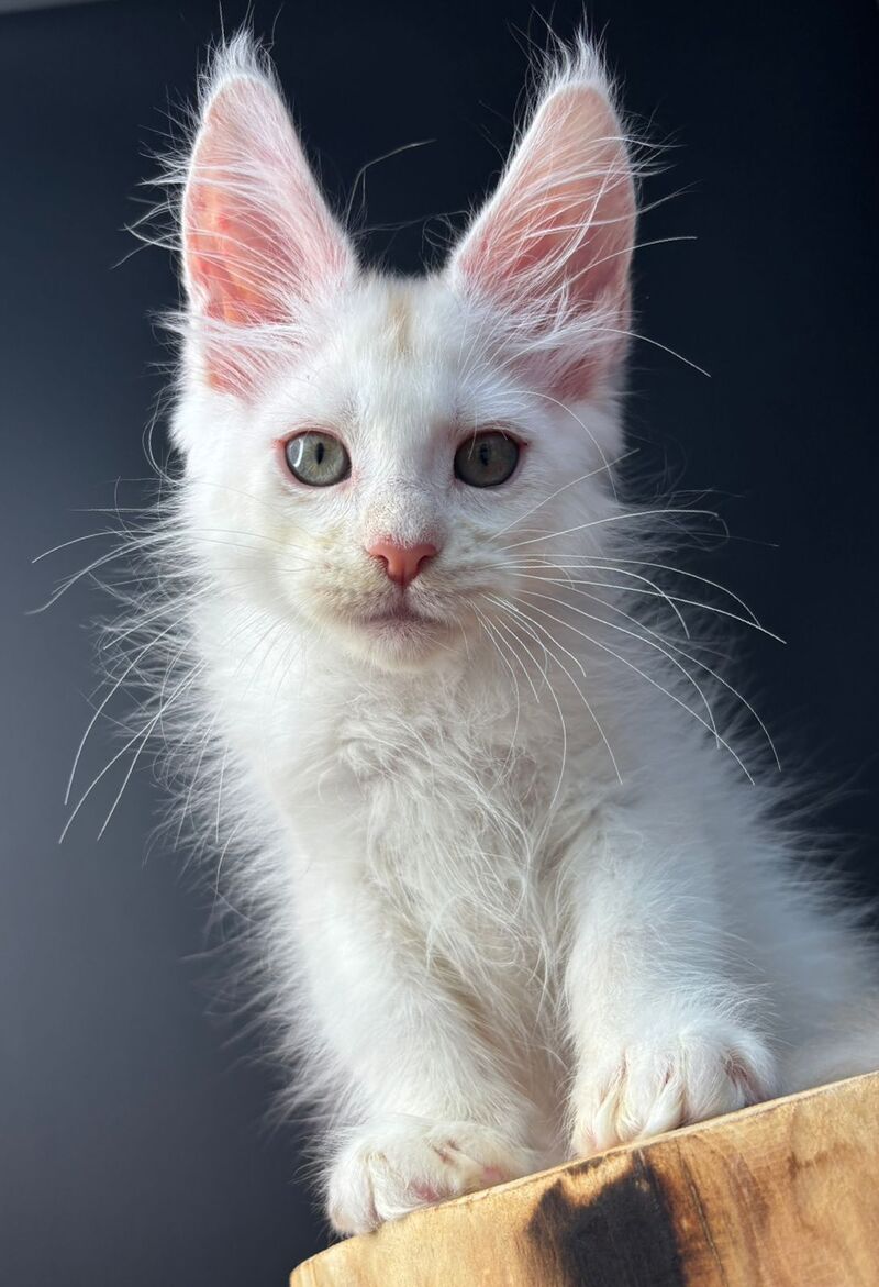 Barmaley Maine Coon male, red silver
