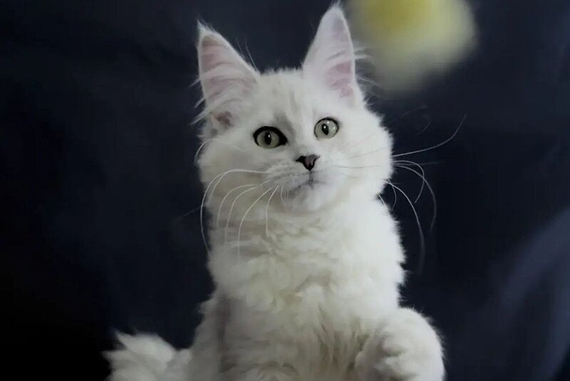 Eva Maine Coon female black silver shaded - live animals