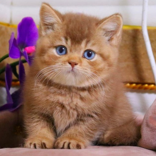 Patens British Shorthair male, cinnamon ticked tabby