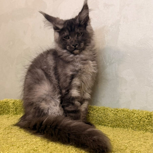 Katherine Maine Coon female, black silver
