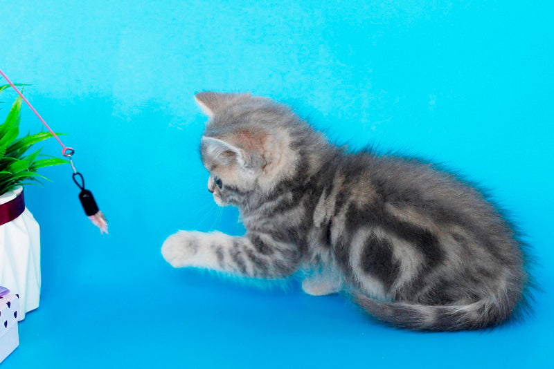 Raphael British Shorthair male, blue spotted tabby
