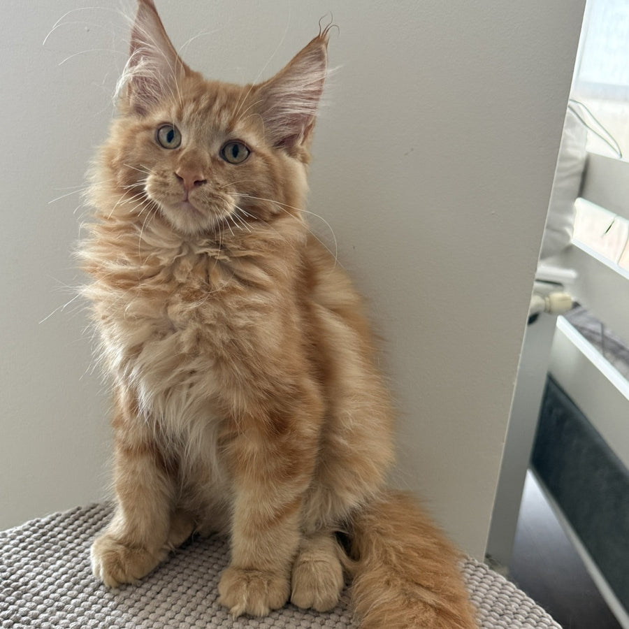 Alex Maine Coon male, red tabby