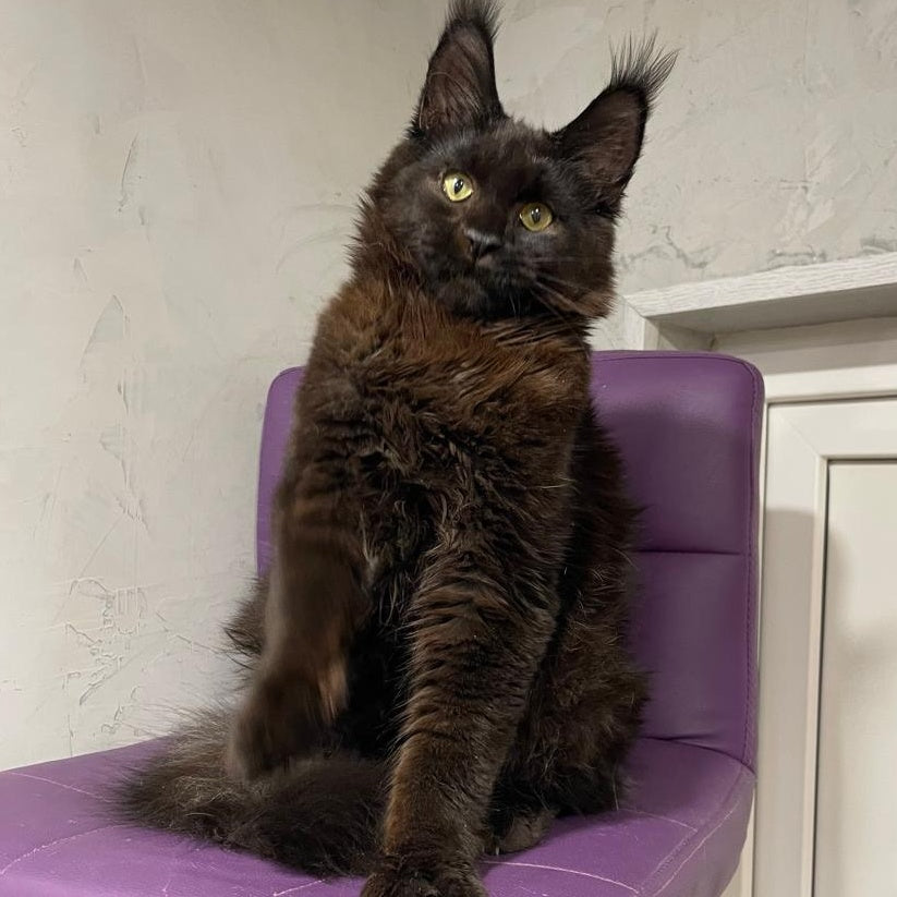 Petrovich Maine Coon male, black