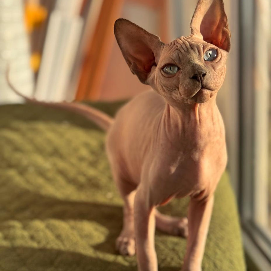 Fiona Canadian Sphynx female, blue pointed