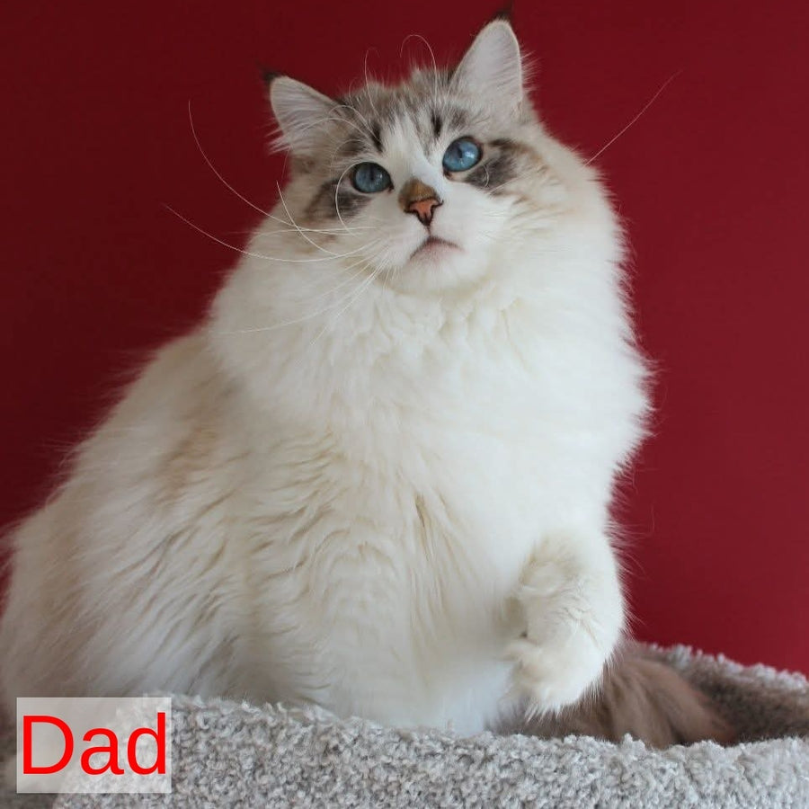 Georgina Siberian female, black with white tabby pointed