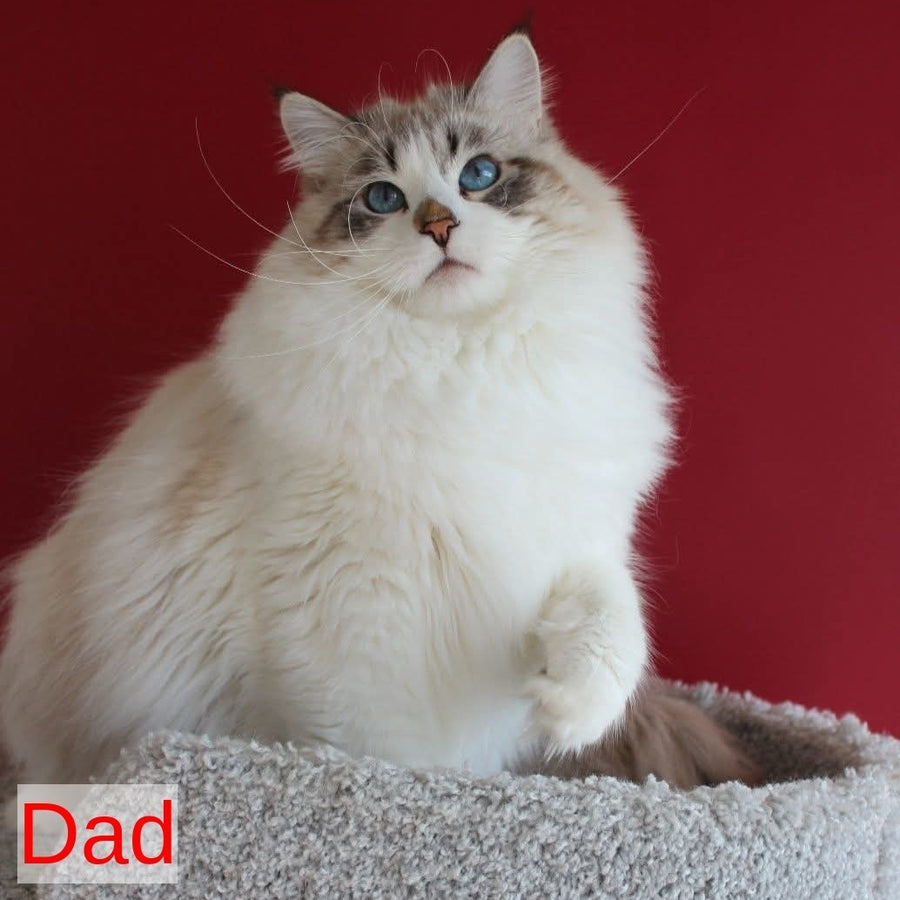 George Siberian male, white