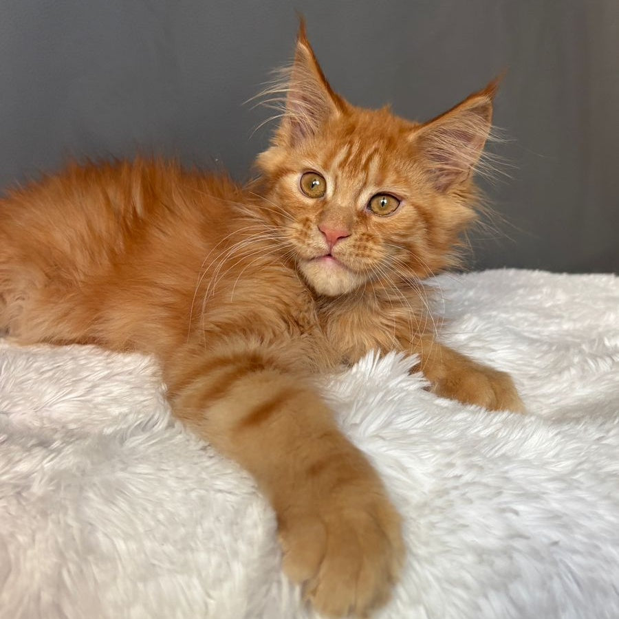 Irvin Maine Coon male, red